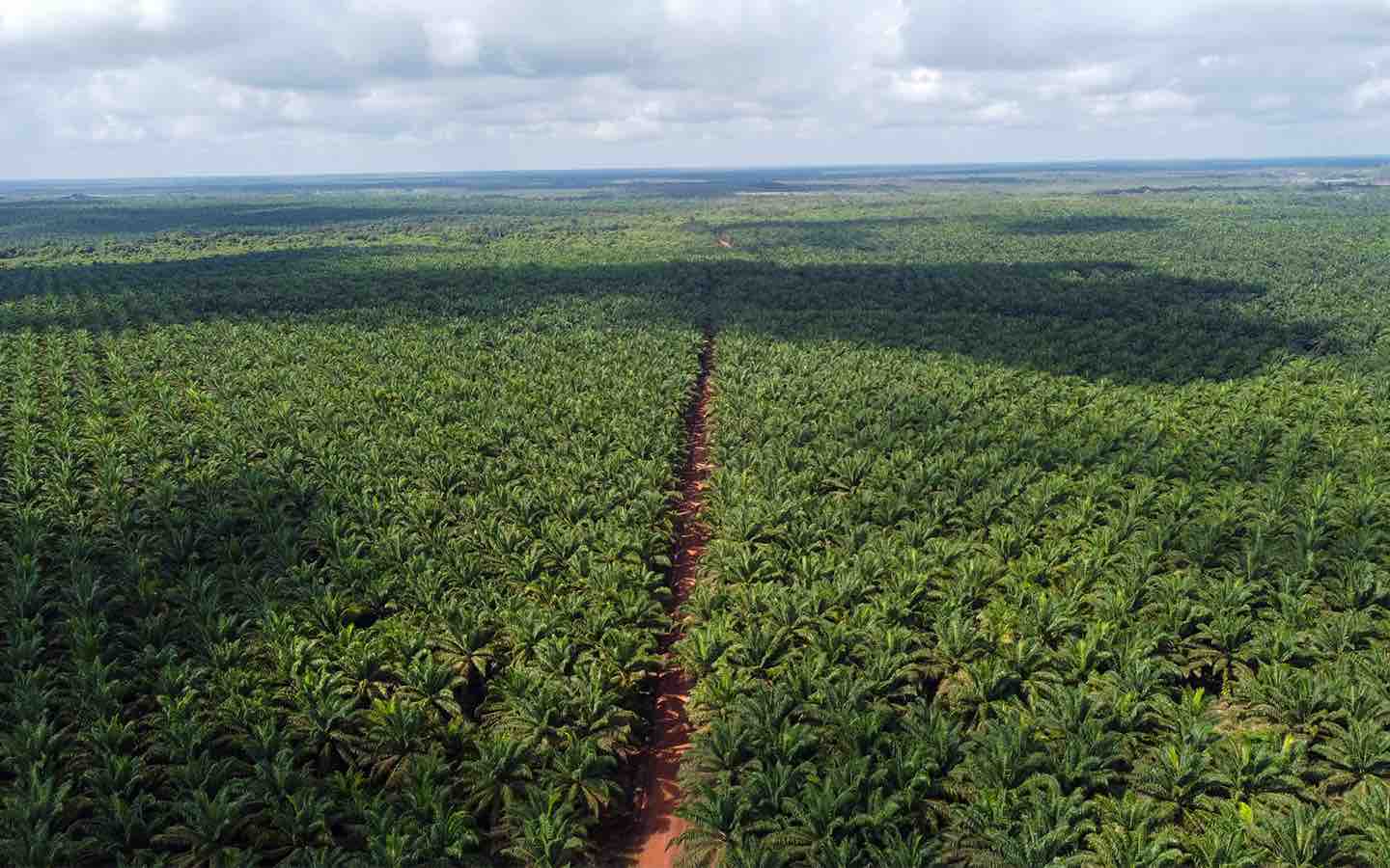 bumitama agri share price